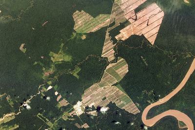 A satellite image of forest cleared to grow sugarcane in Bolivia.