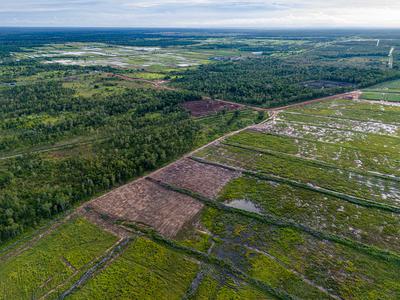 Land cleared in the Merauke Regency to grow sugarcane for biofuel.