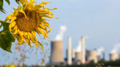 Sunflowers growing near the Niederaussem coal power plant in Niederaussem, Germany.
