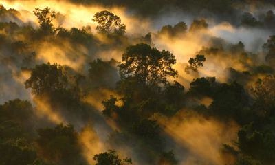 Forest mist in Pico da Neblina National Park, in the northern Brazilian state of Amazonas.