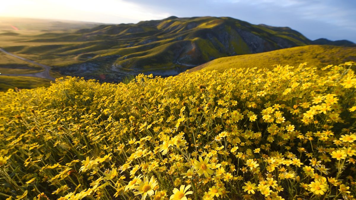 photo of Why Protecting Flowering Plants Is Crucial to Our Future image