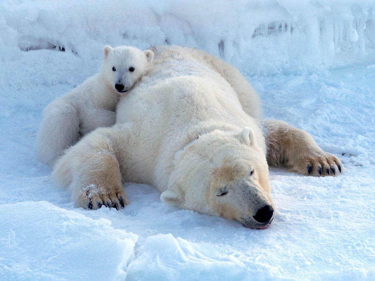photo of Polar Bears Are Thriving on This Arctic Island, Even as Sea Ice Dwindles image