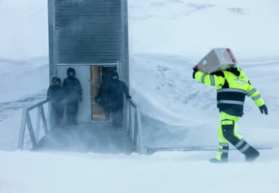 Seeds being delivered to the Svalbard Global Seed Vault in Norway.
