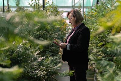 Research scientist Cathy Offord inspects Wollemi pines at the Australian Botanic Garden Mount Annan.