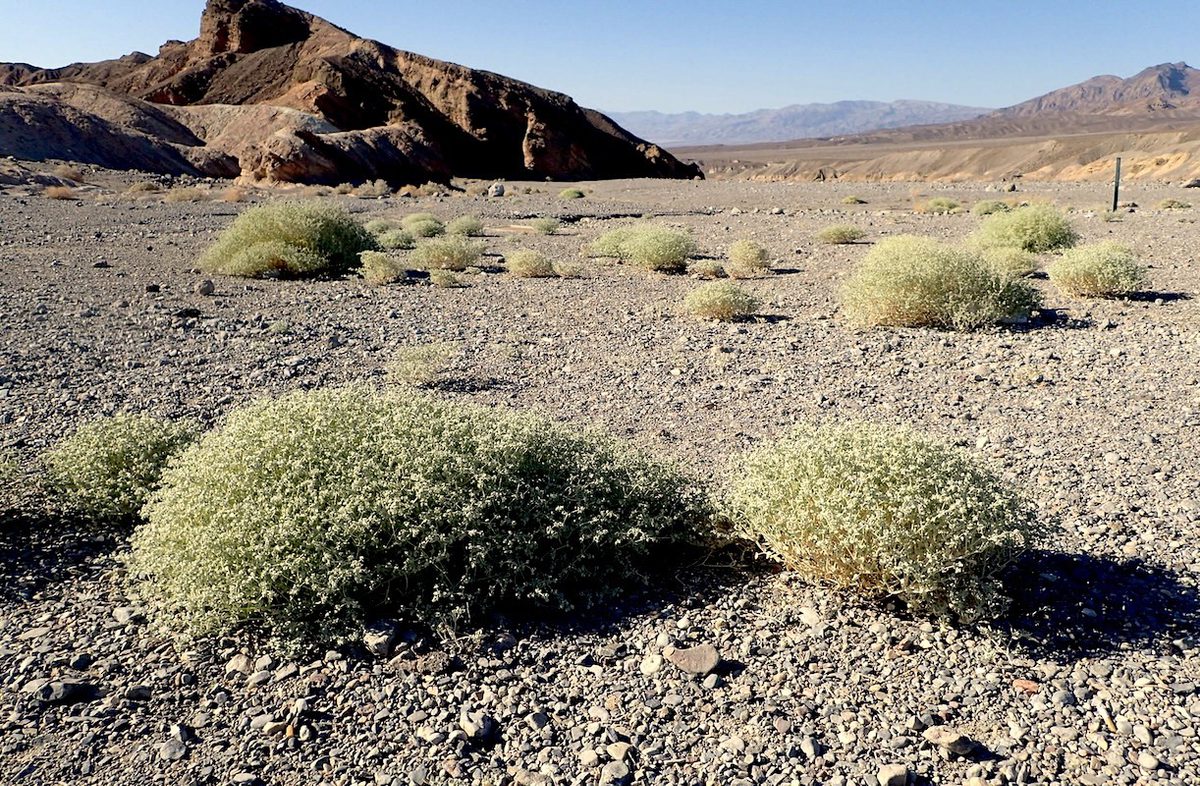 In a Death Valley Shrub, Scientists See a Blueprint for Heat-Proof Crops