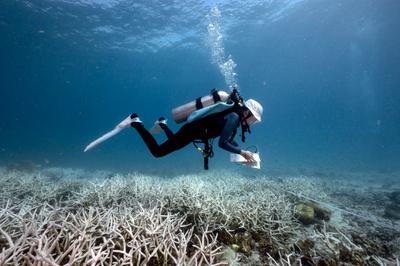 A diver surveys bleached corals off the coast of Koh Tao in Thailand, which was hit by a marine heat wave in 2024. Scientists are worried that record ocean heat this year will further harm corals.