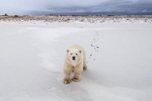 A polar bear outside Churchill, Manitoba, which is located on the animals' annual migration route.