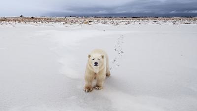 A polar bear outside Churchill, Manitoba, which is located on the animals' annual migration route.