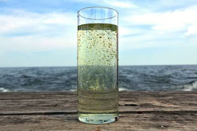 A glass of water collected from Lake Erie during an algae bloom in July 2015.