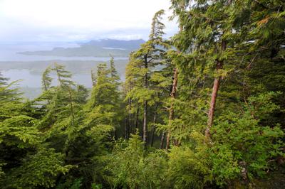 The view from Deer Mountain Trail in Tongass National Forest.