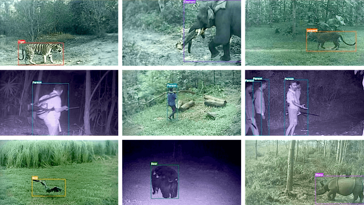 Out of the Wild: How A.I. Is Transforming Conservation Biology