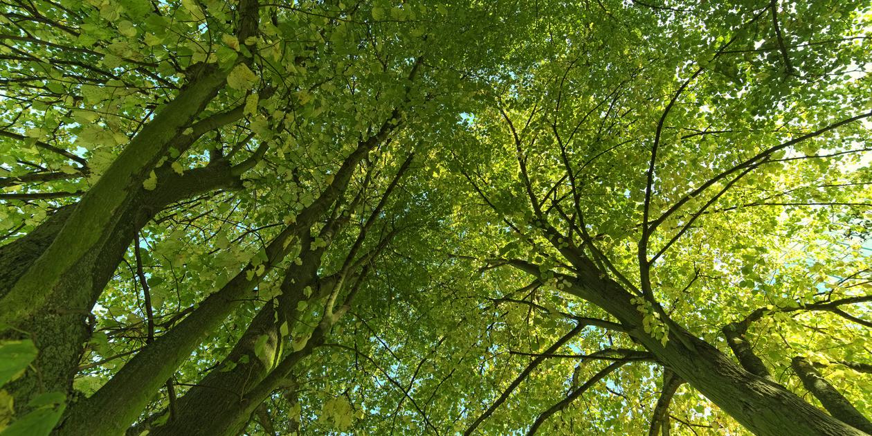 Sentinent Tree Are Trees Sentient Beings? Certainly, Says German Forester - Yale E360