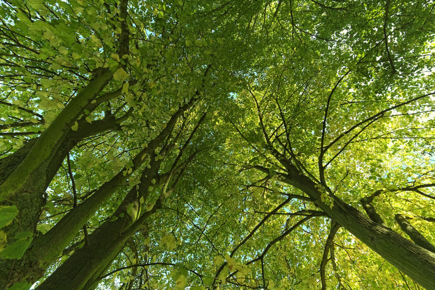 Sentinent Tree Are Trees Sentient Beings? Certainly, Says German Forester - Yale E360