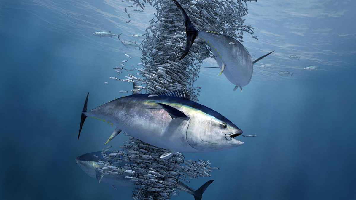 Slim Fish As Ocean Oxygen Levels Dip, Fish Face an Uncertain Future - Yale E360