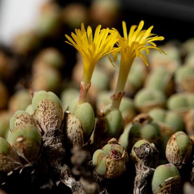 Two species of Conophytum held in a greenhouse after being seized by South African authorities.