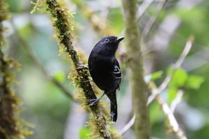 The variable antshrike is one of four bird species that are no longer found on the Cerro de Pantiacolla ridge in the Peruvian Andes.