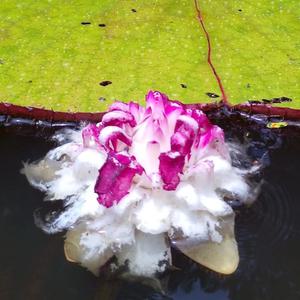 A Victoria colombiana flower bud.