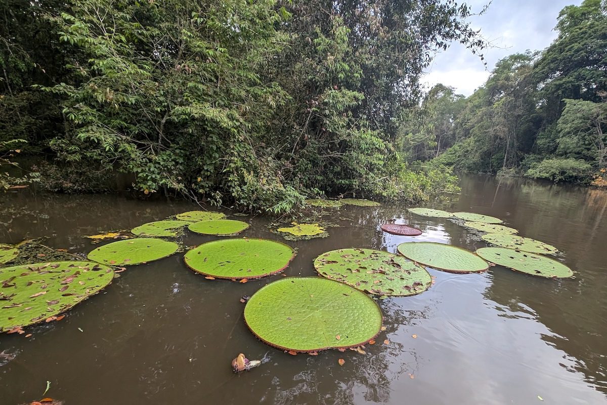 Instagram Photo Reveals New Species of Giant Waterlily