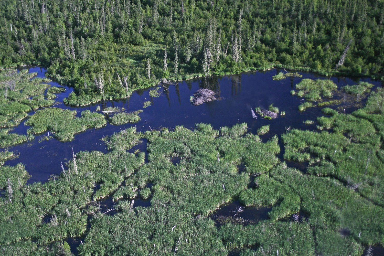 Deep in the Wilderness, the World’s Largest Beaver Dam Endures - Yale E360