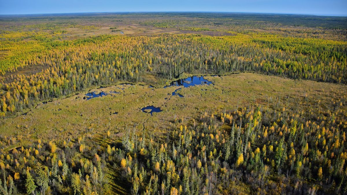 Deep in the Wilderness, the World’s Largest Beaver Dam Endures - Yale E360