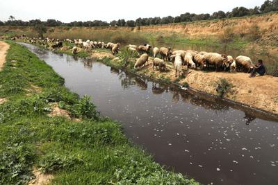 Sheep grazing along the Wadi Gaza before the war.