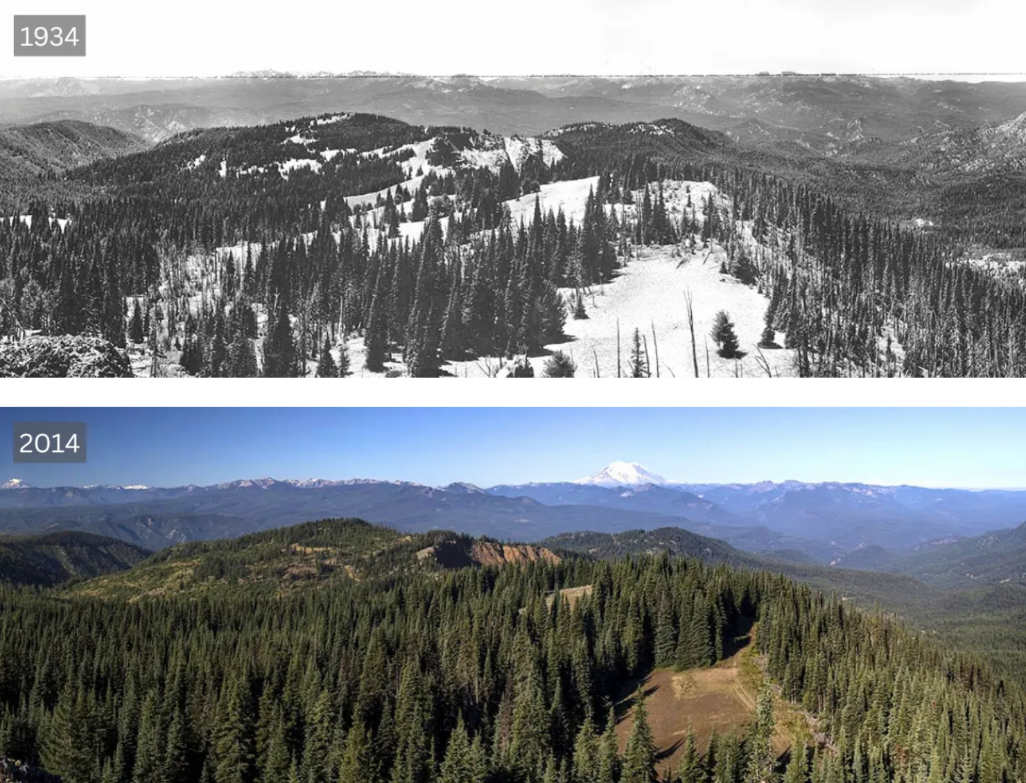 Forest Past On Controlling Fire, New Lessons from a Deep Indigenous Past - Yale E360