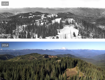 Forest in Kittitas County, Washington, in 1934 and 2014, after decades of fire suppression.
