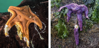 Left: A cookie sea star near Calvert Island, British Columbia, with signs of wasting disease. Right: An afflicted purple ochre sea star near Vancouver Island, British Columbia.