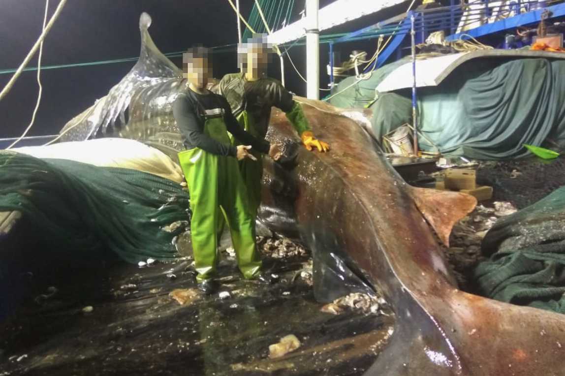 Former Crew Detail Harm Inflicted by Unregulated Squid…
