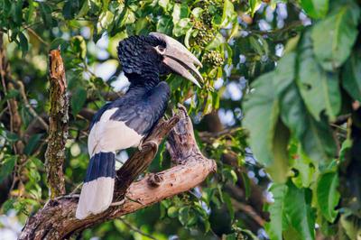 A white-thighed hornbill in Western Uganda.