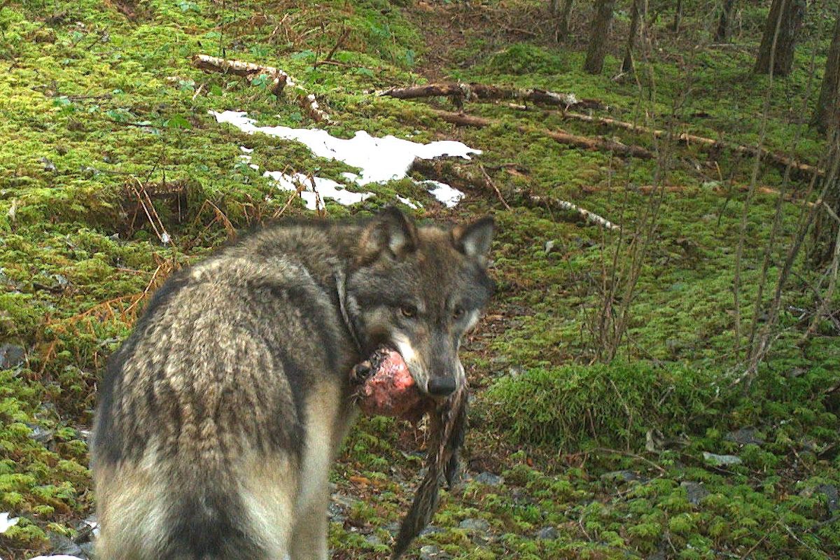 Alaska Wolf Found With Record Amount of Mercury, a Sign of Growing Contamination
