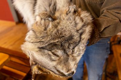 A wolf pelt that decorates a home near Emigrant, Montana.