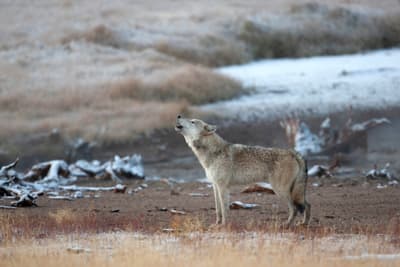A gray wolf howls in Yellowstone National Park, where a new project will use A.I. to analyze sound recordings of wolves.