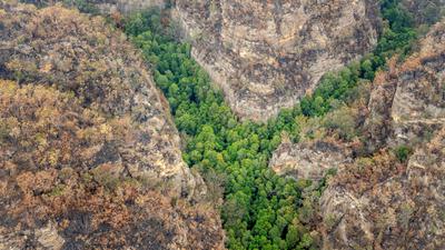 Wollemi pines saved from wildfire in Australia's Wollemi National Park, January 2020.