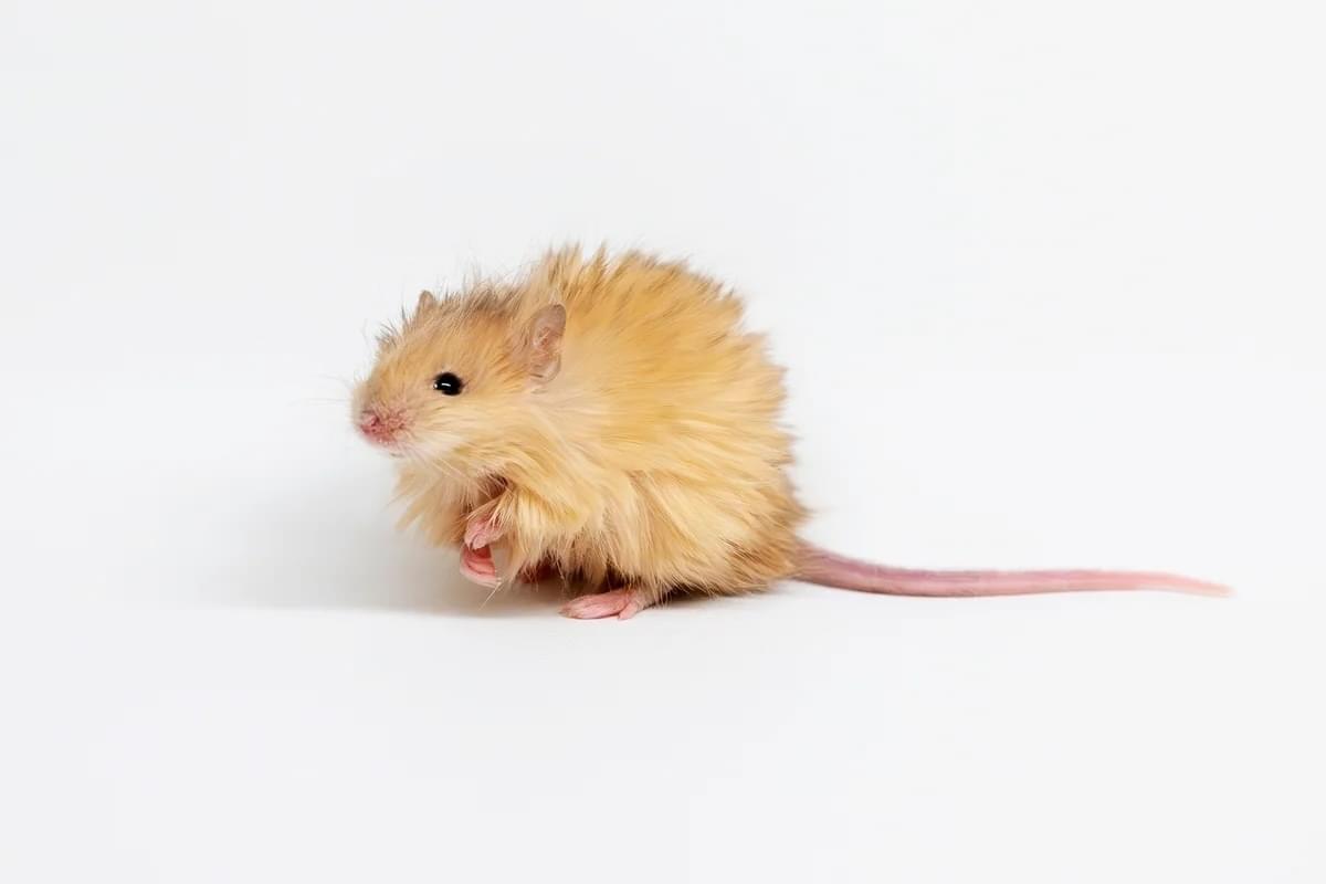 Biotech Firm Unveils ‘Woolly Mice,’ a Step Toward Recreating Woolly Mammoths