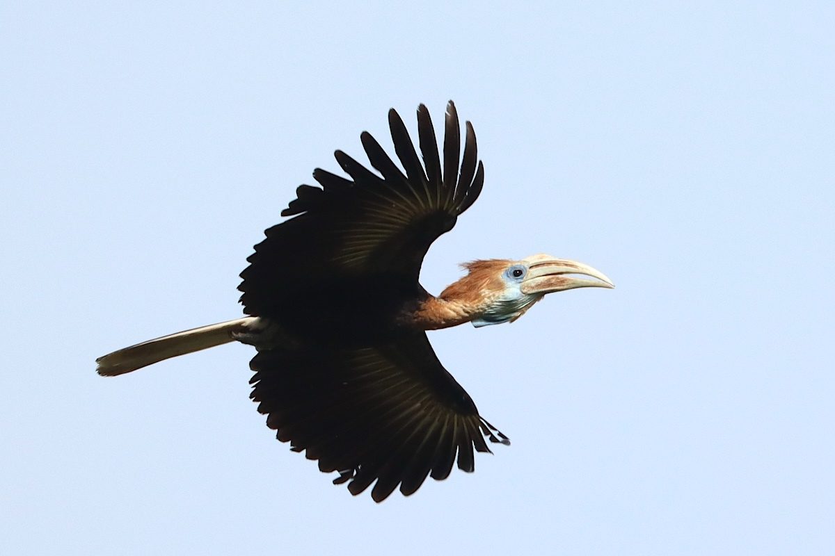 Countries Agree to New Protections for Imperiled African Hornbills