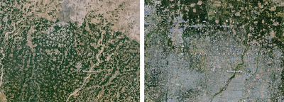 Satellite images of farmland in Weifang, China, in 1987 (left) and 2024 (right), after a boom in greenhouses.