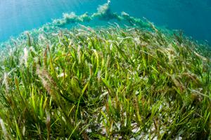 A seagrass meadow near Atauro Island, Timor-Leste.
