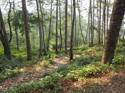 An alder stand grows in former pastureland in the Daha Deurali community forest outside of Ghamir village.