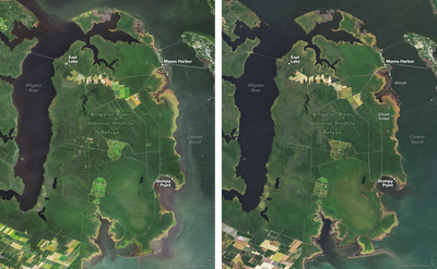 Alligator River National Wildlife Refuge in 2005 (left) and 2024 (right). Rising seas have flooded coastal woodlands, creating "ghost forests."