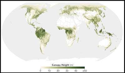 This map shows the height of forests worldwide. Taller forests typically store more carbon.