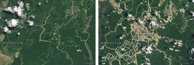 Site of the new Indonesian capital of Nusantara in 2022 (left) and 2024 (right).