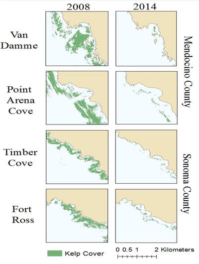 Warm ocean temperatures, a sea star disease outbreak, and a boom in urchin populations decimated several major kelp beds in northern California between 2008 and 2014.