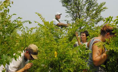 University of Delaware entomologist Douglas Tallamy (top) and students compare insect use on Chinese and American elm trees.