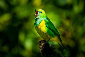 A golden-browed chlorophonia (Chlorophonia callophrys) in Costa Rica.