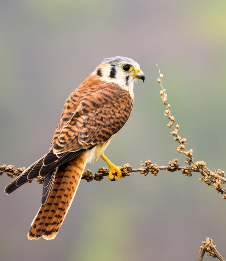 Coping With Climate Change