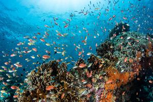 A coral reef near the Indonesian island of Bali.