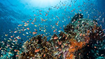 A coral reef near the Indonesian island of Bali.