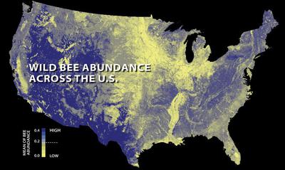 The abundance of wild bees across the U.S. in 2013, with areas of yellow showing where bee populations have declined.