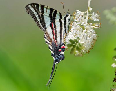 Zebra swallowtails are entirely dependent on pawpaw trees, which have leaves that are the butterflies' larvae only source of food.
